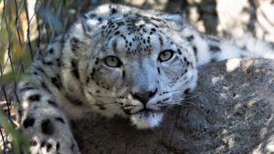 an endangered tiger